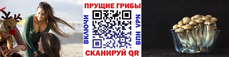 где можно купить наркотик  Белинский  Псилоцибиновые грибы Psilocybine cubensis 